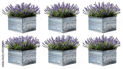 Vibrant lavender plants in rustic galvanized planters bring natural beauty and calming fragrance to any space isolated on white background