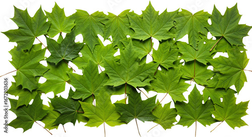 Green leaf texture on a transparent background for natural design projects and creative applications
