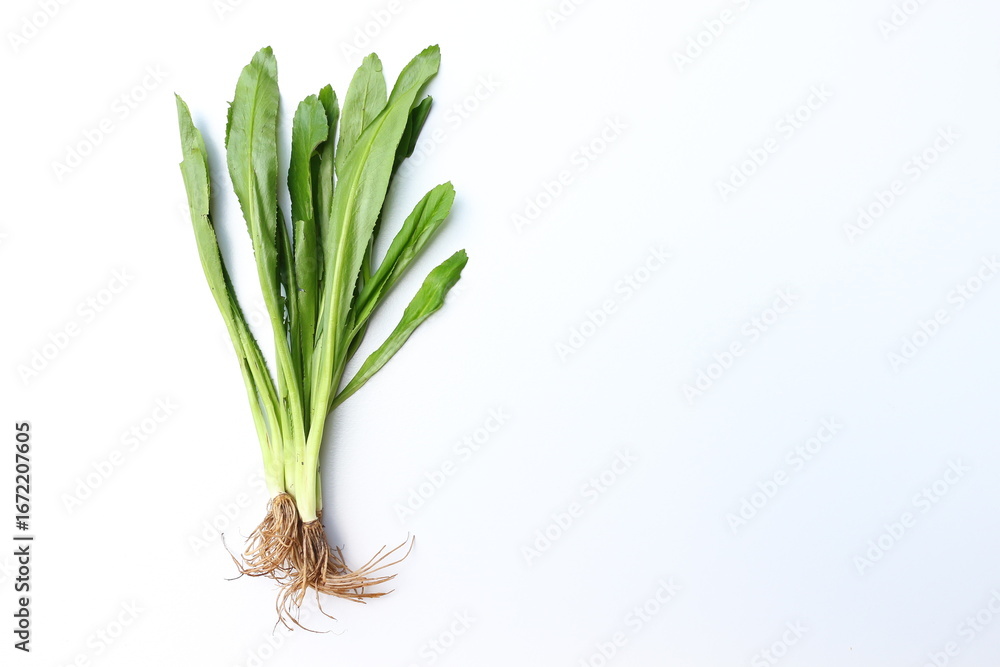 Obraz premium Culantro is an aromatic herb with a scent similar to coriander.