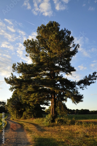 Large pine and country path