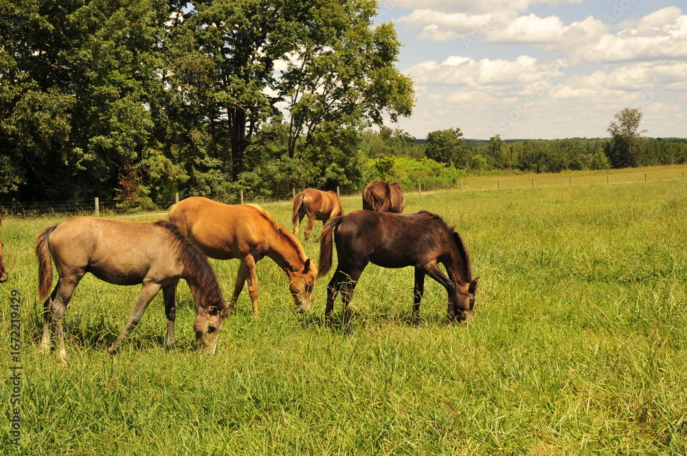 Fototapeta premium Welsh ponies garzing