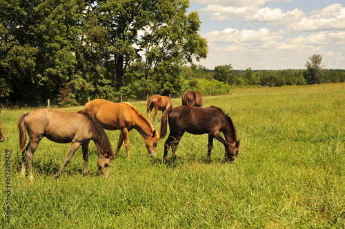 Welsh ponies garzing
