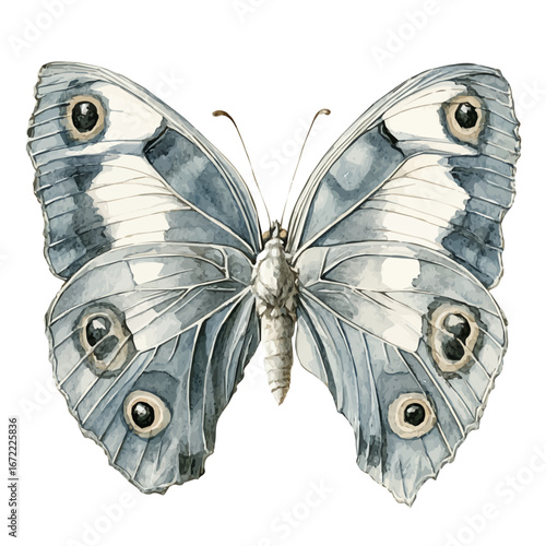 watercolor of Butterfly Wings, vector, isolated on a white background.