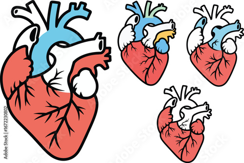 Human Heart Anatomy Illustrations of Cardiac Structure