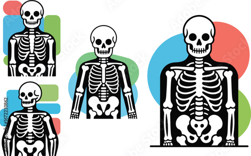 Skeletons Anatomy Illustrations for Medical  Educational Use