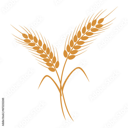 Vector art of two stalks of wheat