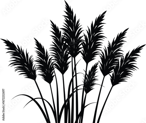 Pampas Grass Silhouette, Ornamental Grass Vector