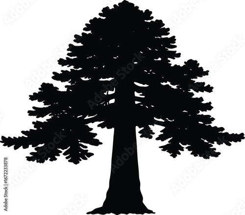 Sequoia Giant Silhouette, Redwood Tree Vector