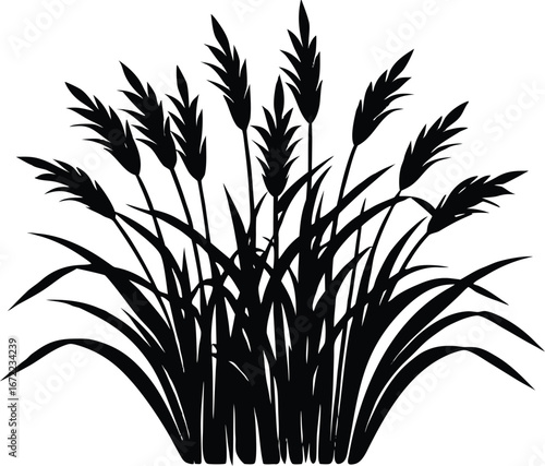 Switchgrass Silhouette, Biofuel Grass Vector