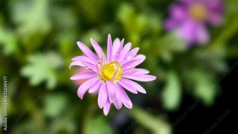 Obraz premium Thymophylia Tenuiloba or Daisy, it is commonly used in bouquets to give to loved ones.