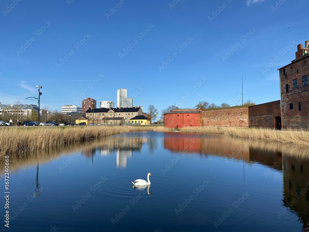 Fototapeta premium Swan with reflection in the water