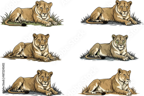 Wild African lioness resting on grass, majestic big cat illustration, jungle predator vector art, wildlife safari animal drawing, nature artwork