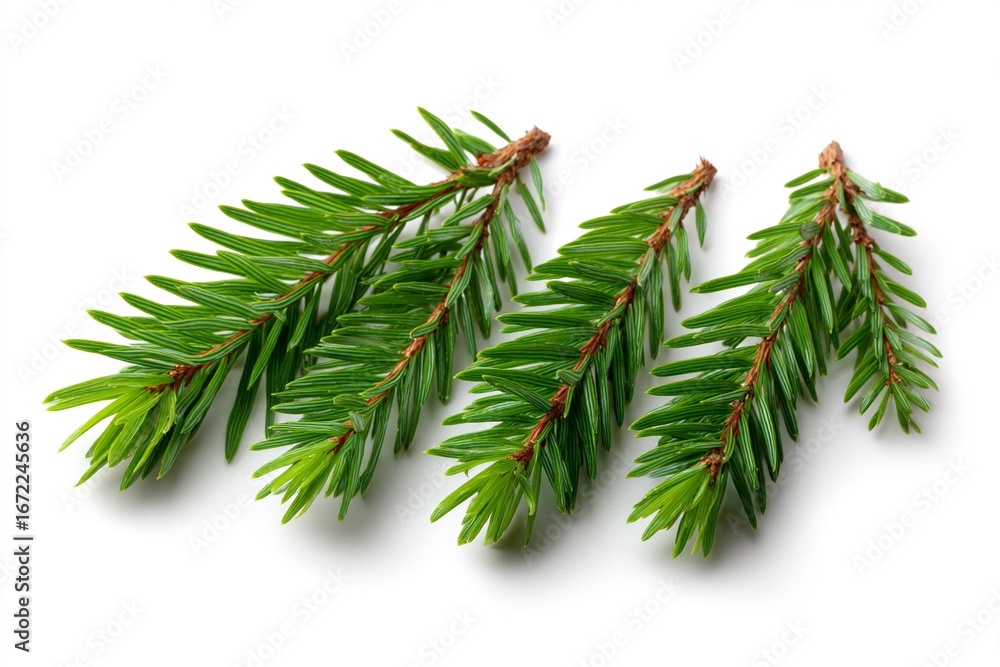 Naklejka premium Green Spruce Fir Tree Branches Isolated on White Background for Christmas and Winter Decorations