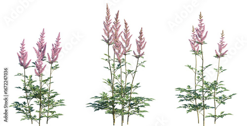 Set of Astilbe chinensis (commonly known as false goat's beard, tall false-buck's-beard, Chinese astilbe) isolated png on a transparent background perfectly cutout high resolution