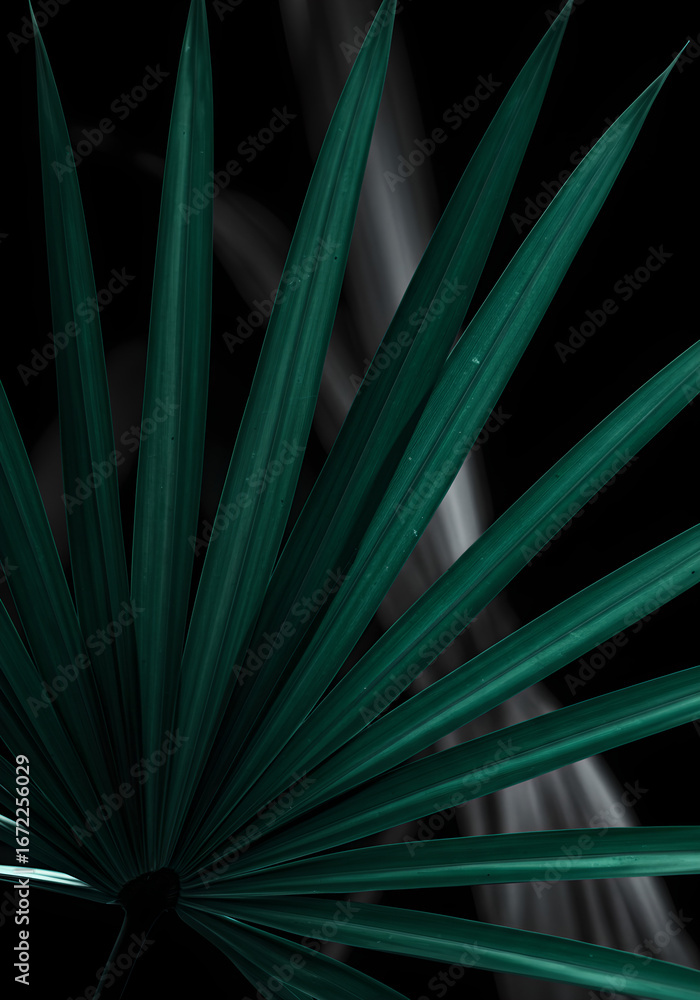 Fototapeta premium Dramatic close-up of vibrant dark green fan palm leaf, elegant lines against a mysterious black background.