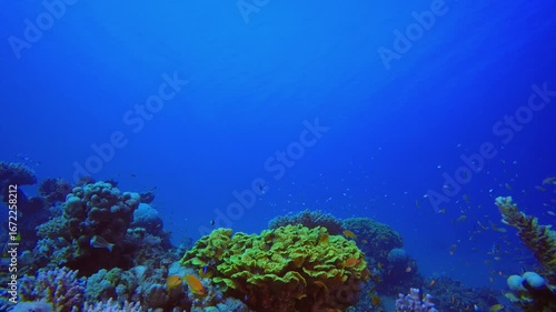 Wallpaper Mural Underwater Colourful Tropical Fishes. Tropical underwater sea fish. Colourful tropical coral reef. Scene reef. Marine life sea world. Underwater fish reef marine. Torontodigital.ca