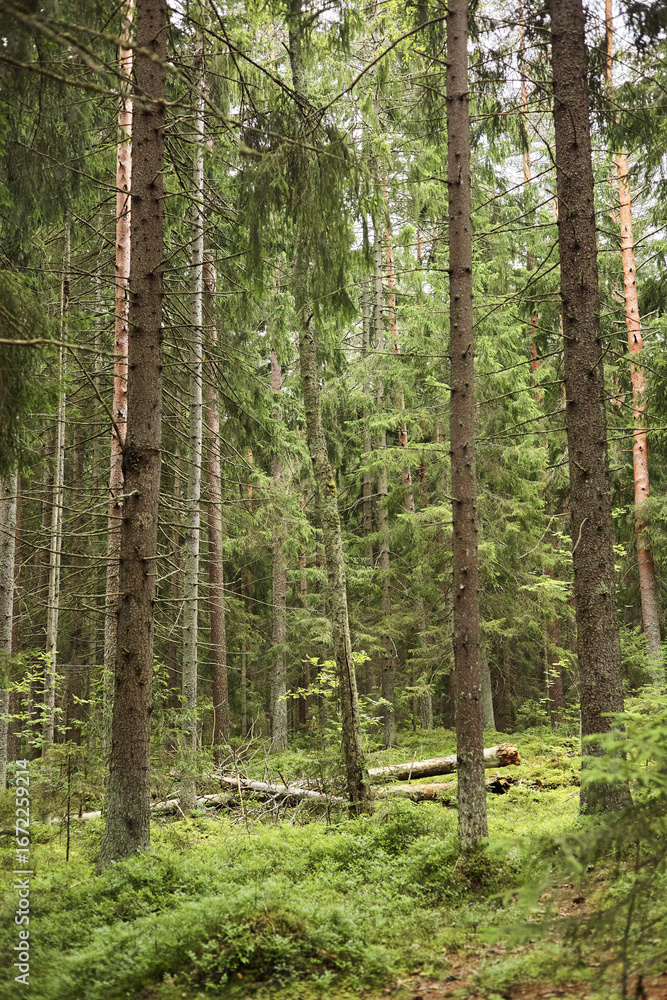 Fototapeta premium Dense forest with tall evergreen trees standing closely together, green undergrowth covering forest floor, sunlight filtering through branches, fallen logs scattered among vegetation