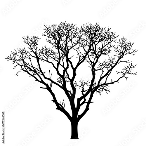 silhouette of a tree