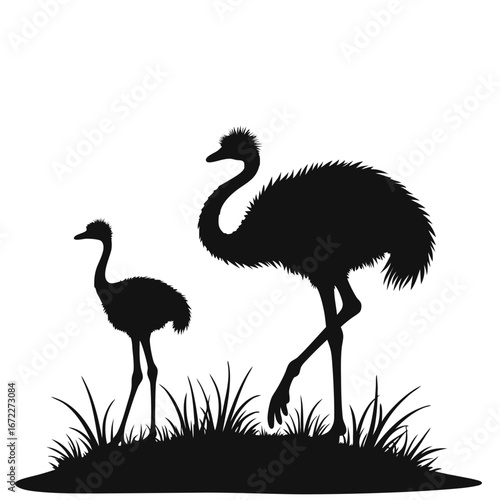 Silhouette of adult and young emu birds in grass animal