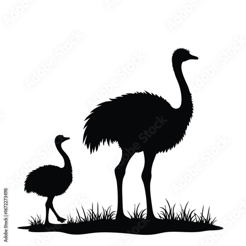 Silhouette of adult and young emu birds in grass ostrich