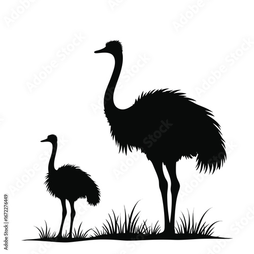 Two black ostrich silhouettes standing in grass bird