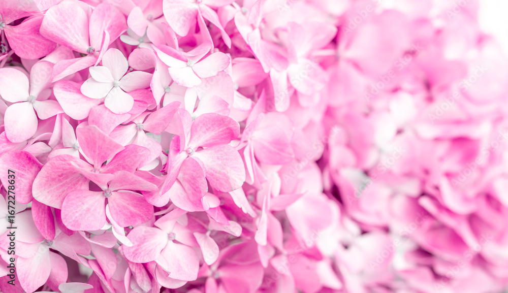 Fototapeta premium Pink flowers close up. Bouquet of purple flowers. City flower beds, a beautiful and well-groomed garden with flowering bushes.