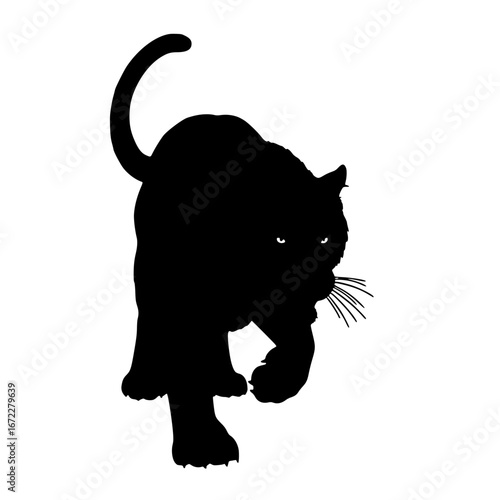black cat on a white background