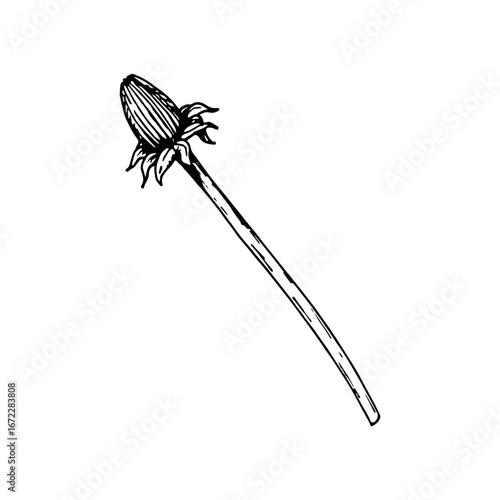 Hand-drawn vector botanical illustration of a delicate flower bud on a long stem resembling dandelion or chicory , rendered in black-and-white line art with engraved texture ideal for logos, labels