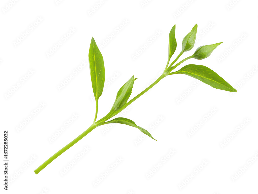 Fototapeta premium Green Leafy Plant Stem