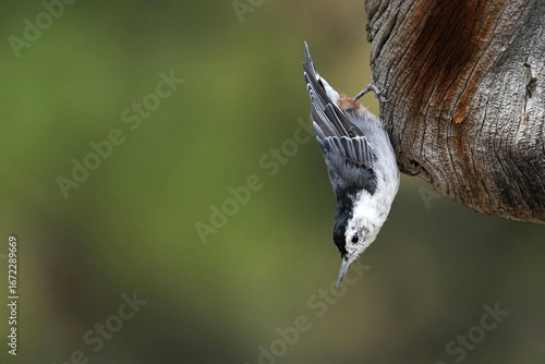 White-breasted nuthatch - Colorado