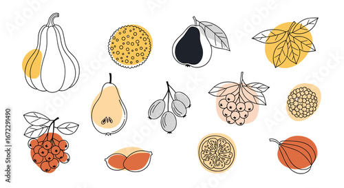 A collection of illustrated autumn fruits and berries in various styles