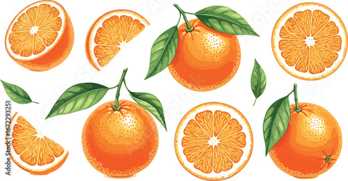 Fresh whole oranges and juicy sliced citrus fruits with green leaves isolated on white background, realistic vibrant food vector illustration