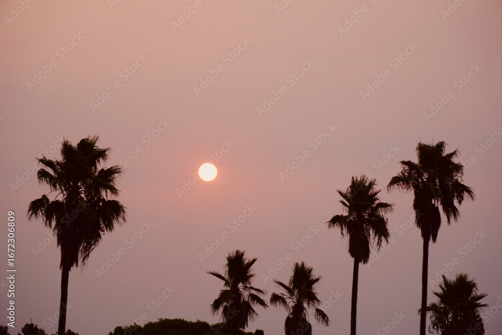 Obraz premium Tropical Sunrise with Red Sun and Palm Tree Silhouettes.