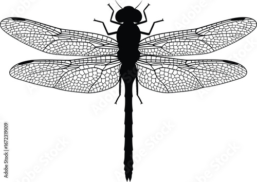 Dragonfly insect wings nature animal wildlife flying summer bug entomology design art