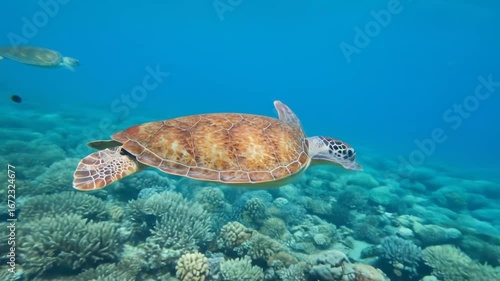 Two sea turtles swim over coral reef