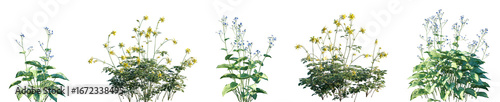 Foto Set of Brunnera macrophylla and Aquilegia chrysantha isolated png on a transpare