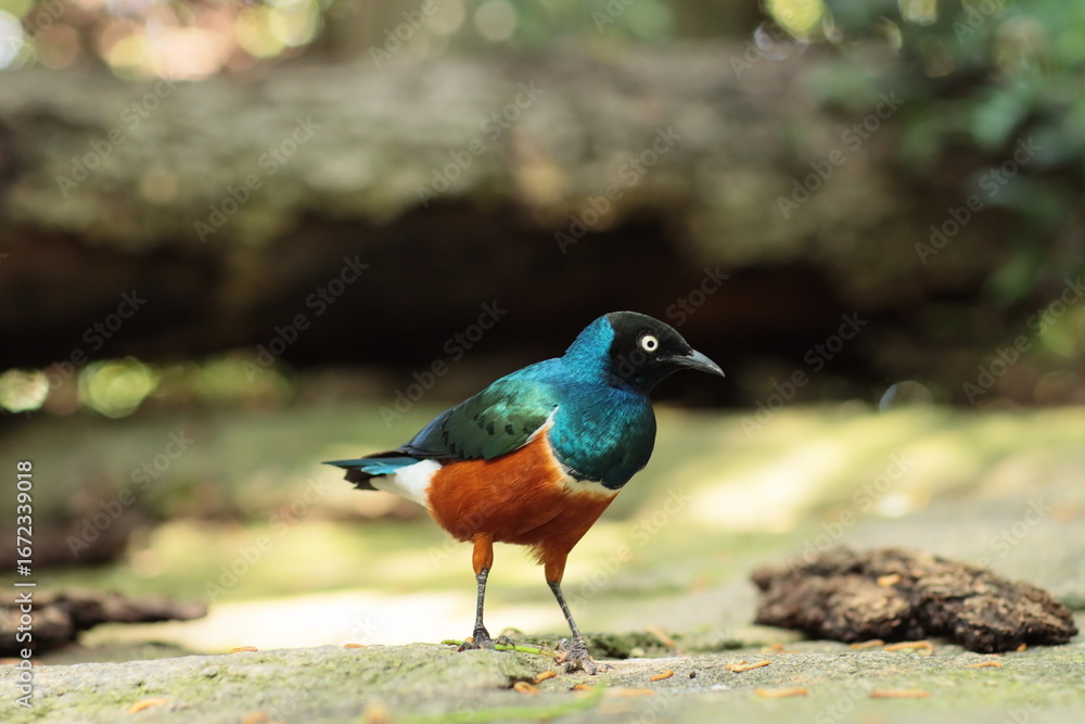 Obraz premium A colorful bird with bright blue, green, and red feathers holds a worm in its beak, standing on the ground in natural surroundings.