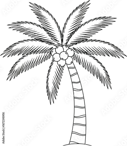 Palm tree coconut tropical summer vacation beach island nature exotic travel