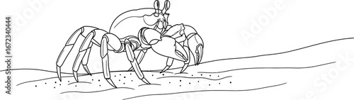 Crab crustacean sea ocean beach animal wildlife nature marine arthropod sand claws