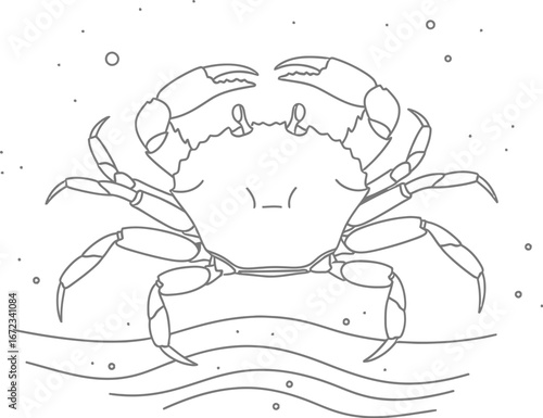 Crab sea ocean marine life animal seafood crustacean nature wildlife water art