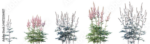 Photos Set of Actaea simplex and Astilbe chinensis isolated png on a transparent backgr