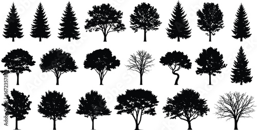 Print"Vector silhouettes of assorted trees in three rows, featuring coniferous and deciduous species, varied shapes, seasonal foliage, branching patterns, botanical diversity