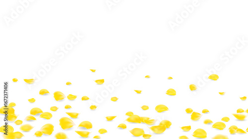 Falling yellow rose petals seasonal confetti, abstract floral background with beauty roses petal  fall to the floor design