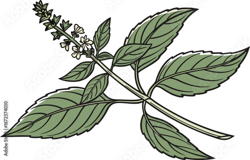 Holy Basil Leaves Herbal Illustration Design. Tulsi Plant Green Leaves Botanical Artwork. Ayurvedic Herb Holy Basil Leaves Clipart. Fresh Tulsi Leaves Herbal Medicine Design. Organic Holy Basil Plant