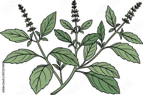 Holy Basil Leaves Herbal Illustration Design. Tulsi Plant Green Leaves Botanical Artwork. Ayurvedic Herb Holy Basil Leaves Clipart. Fresh Tulsi Leaves Herbal Medicine Design. Organic Holy Basil Plant