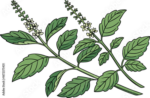 Holy Basil Leaves Herbal Illustration Design. Tulsi Plant Green Leaves Botanical Artwork. Ayurvedic Herb Holy Basil Leaves Clipart. Fresh Tulsi Leaves Herbal Medicine Design. Organic Holy Basil Plant