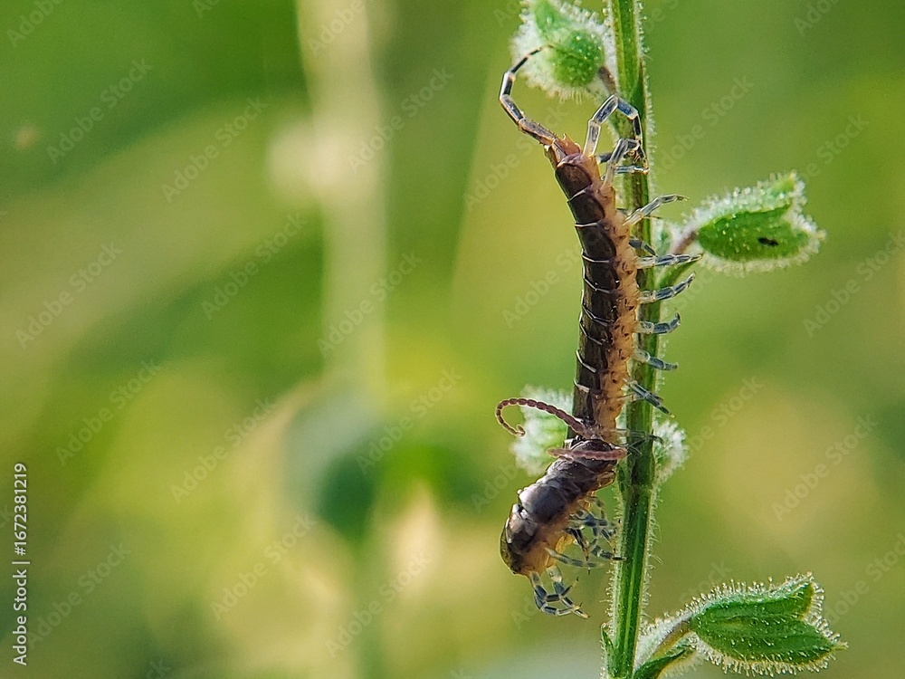Fototapeta premium Close-up: How Do Rock Centipedes (Lithobius forficatus) Explore Hairy Plant Stems?