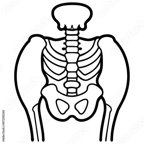 Human Torso Skeleton Line Art