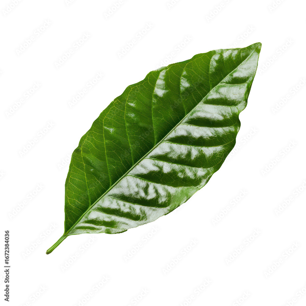 Fototapeta premium Coffee Leaf isolated on transparent background