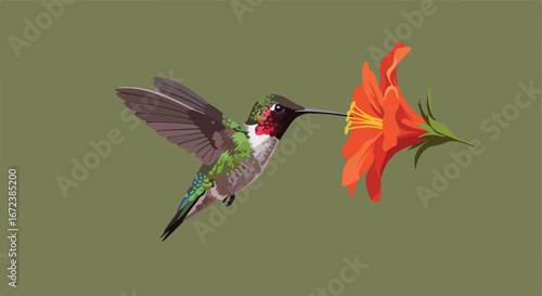 Hummingbird Feeds From Red Flower, Green Background